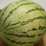 Att välja en vattenmelon