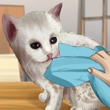Tvätta en föräldralös kattunge