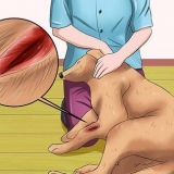 Behandla ett sår hos en hund