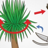 Beskär en yucca