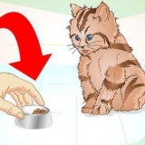 Låta en sjuk kattunge äta