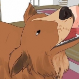 Hur man tvättar en gravid hund