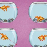 Hur man behandlar en simblåsinfektion hos en guldfisk