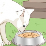 Adoptera en herrelös katt