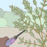 Förvaring av eucalyptus
