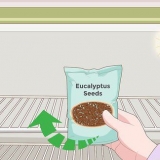 Att odla eucalyptus