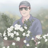 Plantera gardenia