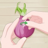 Plantera grodda lök