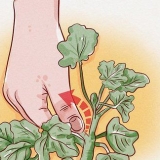 Beskärning av pelargoner