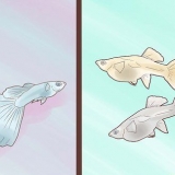 Uppfödning av guppies