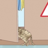 Inse att en katt ska föda