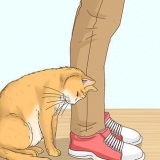 Inse om en katt är en herrelös katt