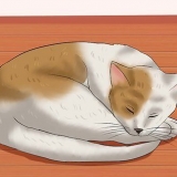 Ta reda på om din katt har haft en stroke