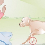Att ta hand om en hunds trasiga trampdyna