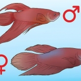 Att bestämma kön på en betta fish