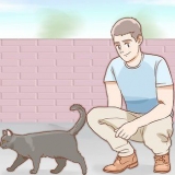 Att bestämma kön på en katt