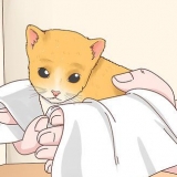 Att bestämma kön på en kattunge