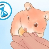 Att bestämma kön på din hamster