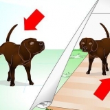 Avläser din hunds markeringsbeteende