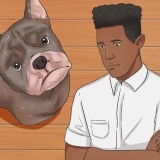 Hur man får en hunds öra att sluta blöda