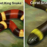 Att kunna se skillnad på en kingsnake och en coralsnake
