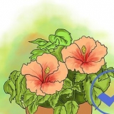 Att odla hibiskus utomhus