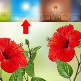 Förökning av hibiscus
