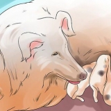 Få hundar att sluta äta hundbajs