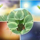 Hosta växter