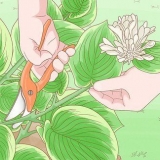 Beskärning hostas