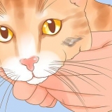 Att känna igen hudcancer hos en katt