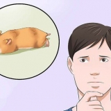 Ingrip om din hamster inte rör sig
