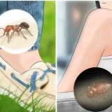 Känn igen insektsbett