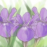 Växande iris
