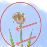 Ta hand om iris när blommorna dör