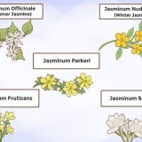 Odla jasmine
