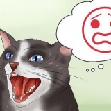 Att lugna din arga katt