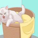 Be en katt om ursäkt