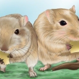 Gör din gerbil glad
