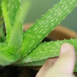 Ta hand om ditt hår med aloe vera