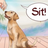 Lär din hund grundläggande kommandon