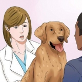 Låt din hund äta torrfoder