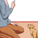 Ge din hund lydnadsträning innan den är 10 veckor gammal