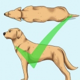 Hjälp din hund att gå ner i vikt