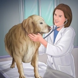 Att hjälpa din hund efter att hon har fött barn