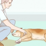 Att hjälpa din hund med en stroke