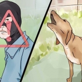 Få din hund att sluta skälla på okända människor