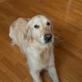 Lär din hund att rulla