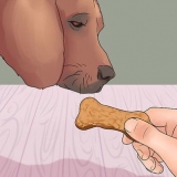 Lär din hund att tafsa