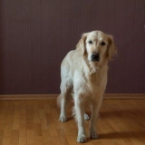 Lär din hund att sitta